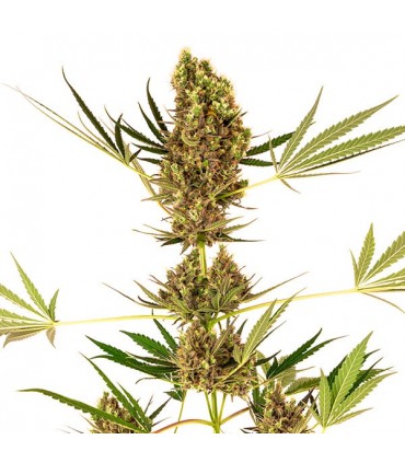 Alpine Delight CBD fem. Sensi Seeds