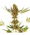 Alpine Delight CBD fem. Sensi Seeds