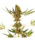 Alpine Delight CBD 3 u. fem. Sensi Seeds