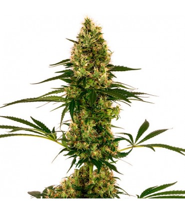Auto Blue Bullet  5 u. fem. Sensi Seeds