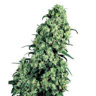 Skunk N1 - 10 u. fem. Sensi Seeds