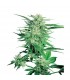 Big Bud 10 u. fem. Sensi Seeds