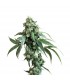 Jack Flash N5 - 10 u. fem. Sensi Seeds