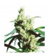 Silver haze N9 - 10 u. fem. Sensi Seeds