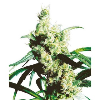 Silver haze N9 - 10 u. fem. Sensi Seeds