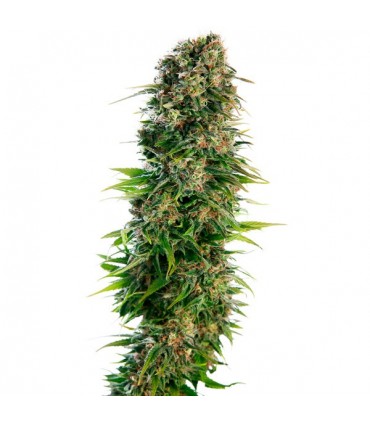 Auto Hindu Kush  3 u. fem. Sensi Seeds