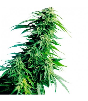 Hindu Kush 10 u. fem. Sensi Seeds