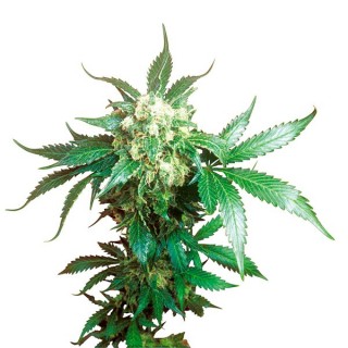 Black Domina 3 u. fem. Sensi Seeds