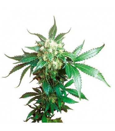Black Domina  10 u. fem. Sensi Seeds