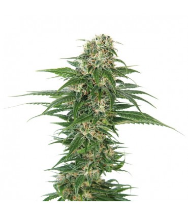 Auto Early Skunk  3 u. fem. Sensi Seeds