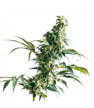 Mexican Sativa  5 u. fem. Sensi Seeds