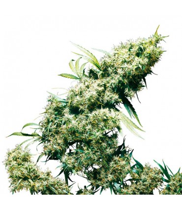 Jamaican Pearl  3 u. fem. Sensi Seeds