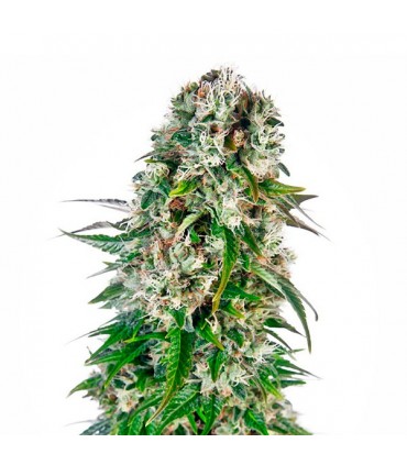 Auto Big Bud 10 u. fem. Sensi Seeds