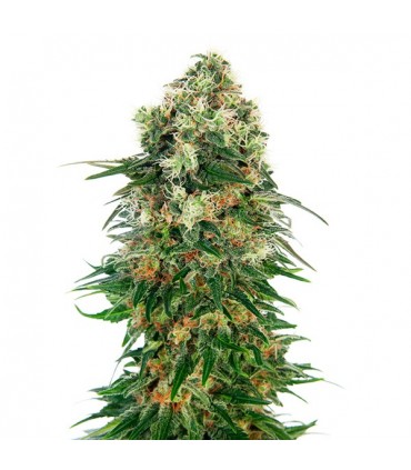 Auto Shiva Skunk 10 u. fem. Sensi Seeds