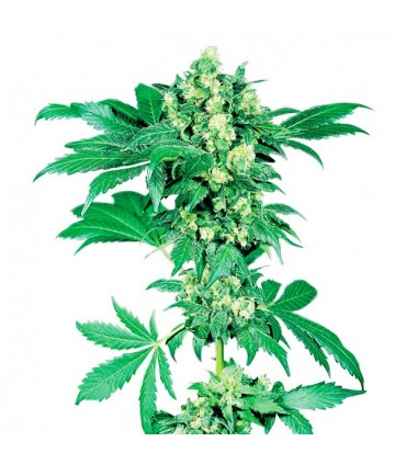 Auto Afghani N 1 fem. Sensi Seeds