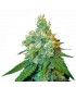 Jack Herer  3 u.  fem. Sensi Seeds