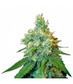 Jack Herer  3 u.  fem. Sensi Seeds