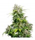 California Indica  3 u.  fem. Sensi Seeds