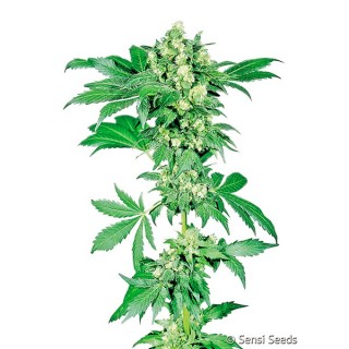 Afghani N1 3 u.  fem. Sensi Seeds