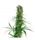Michka   3 u. fem. Sensi Seeds