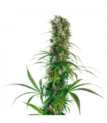 Michka   3 u. fem. Sensi Seeds