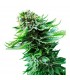 Auto NL  3 u. fem. Sensi Seeds