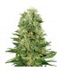 Auto Skunk N1 -  3 u. fem. Sensi Seeds