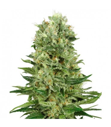 Auto Skunk N1 -  5 u. fem. Sensi Seeds
