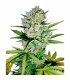Auto Super Skunk  3 u. fem. Sensi Seeds