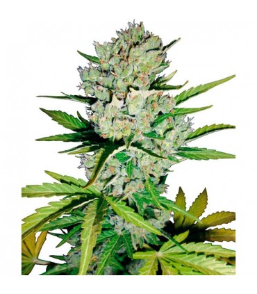 Auto Super Skunk  5 u. fem. Sensi Seeds