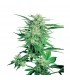 Big Bud 25 u. fem. Sensi Seeds