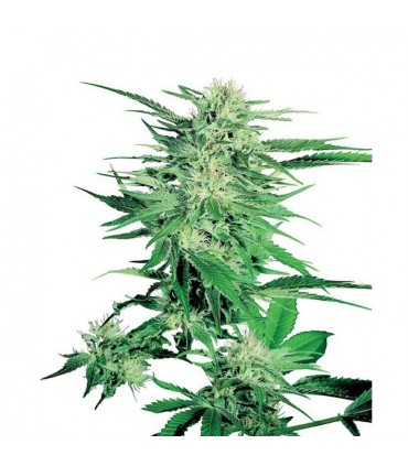 Big Bud  3 u. fem. Sensi Seeds