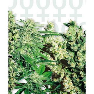 Feminized Mix fem. Sensi Seeds