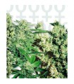 Feminized Mix fem. Sensi Seeds