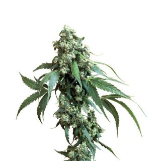 Jack Flash N5 - 3 u. fem. Sensi Seeds