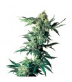 Northern Lights  10 u. fem. Sensi Seeds