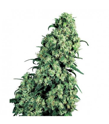 Skunk N1 - 25 u. fem. Sensi Seeds