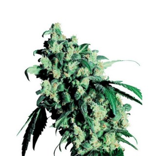 Super Skunk 25 u. fem. Sensi Seeds