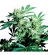 Skunk Kush 10 u. fem. Sensi seeds