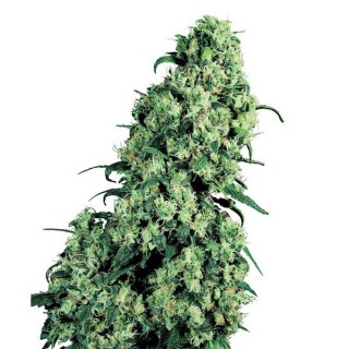 Skunk N1 -  5 u. fem. Sensi Seeds
