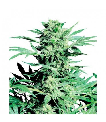 Shiva Skunk  3 u. fem. Sensi Seeds