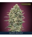 Gelato N33 Fast fem. Advanced Seeds