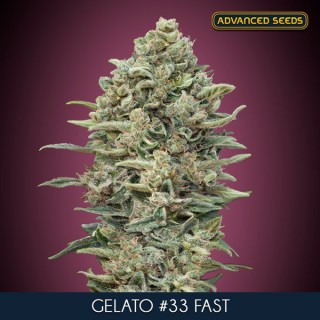 Gelato N33 Fast    3+1 u. fem. Advanced Seeds