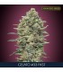 Gelato N33 Fast   10+3 u. fem. Advanced Seeds