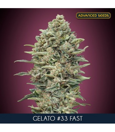 Gelato N33 Fast   25 u. fem. Advanced Seeds