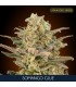 Somango Glue fem. Advanced Seeds