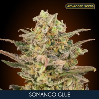 Somango Glue fem. Advanced Seeds