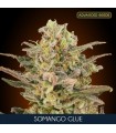 Somango Glue fem. Advanced Seeds