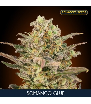 Somango Glue  25 u. fem. Advanced Seeds