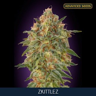 Zkittlez     3+1 u. fem. Advanced Seeds